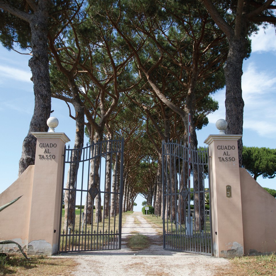 Antinori Guado al Tasso